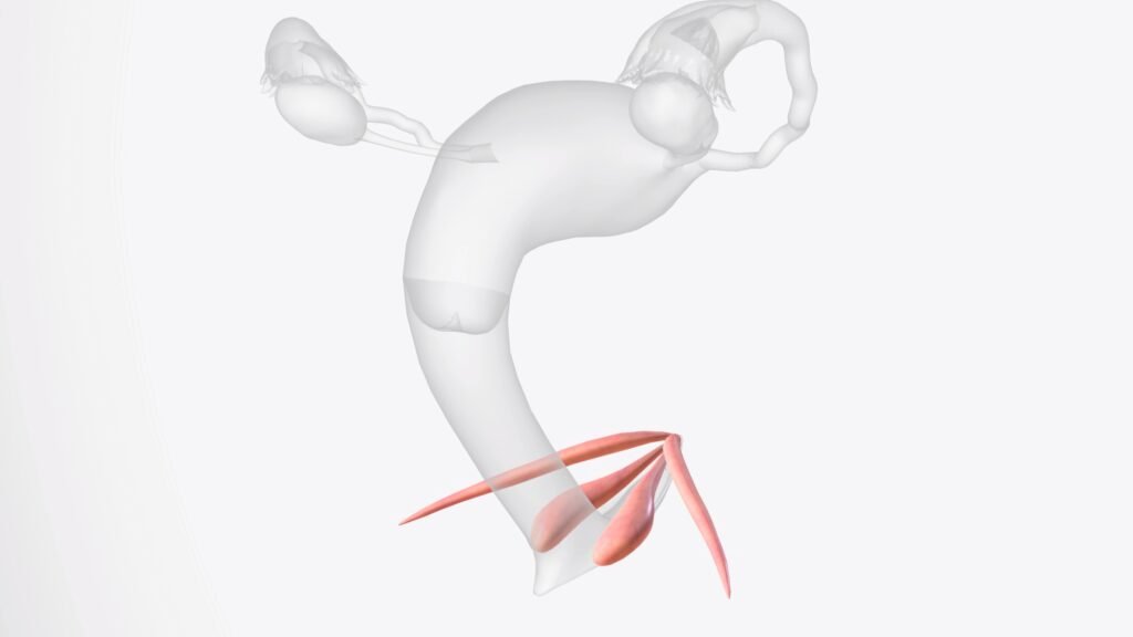 he clitoris is located vaginal opening 1