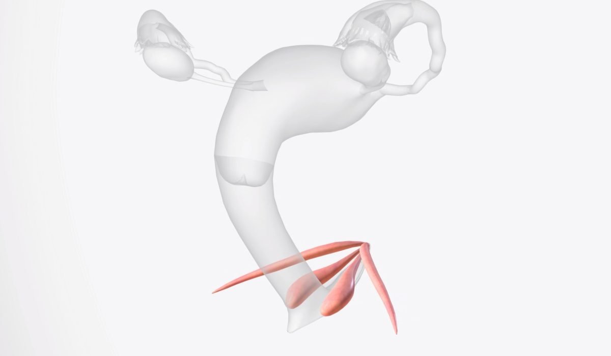he clitoris is located above the vaginal opening 3d illustration
